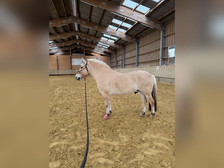 Caballo del fiordo noruego (Fjord) Caballo castrado 7 años 147 cm Bayo in Lindlar