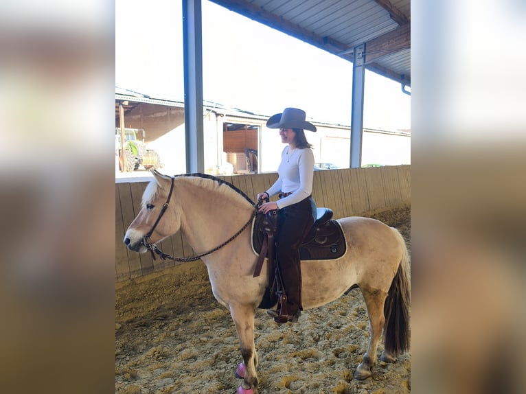 Caballo del fiordo noruego (Fjord) Caballo castrado 7 años 147 cm Bayo in Lindlar