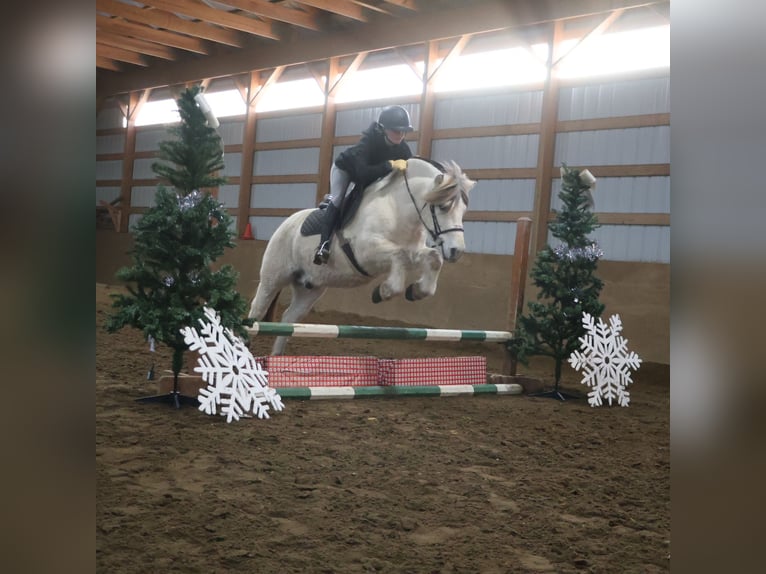 Caballo del fiordo noruego (Fjord) Caballo castrado 8 años 145 cm White/Blanco in Howell