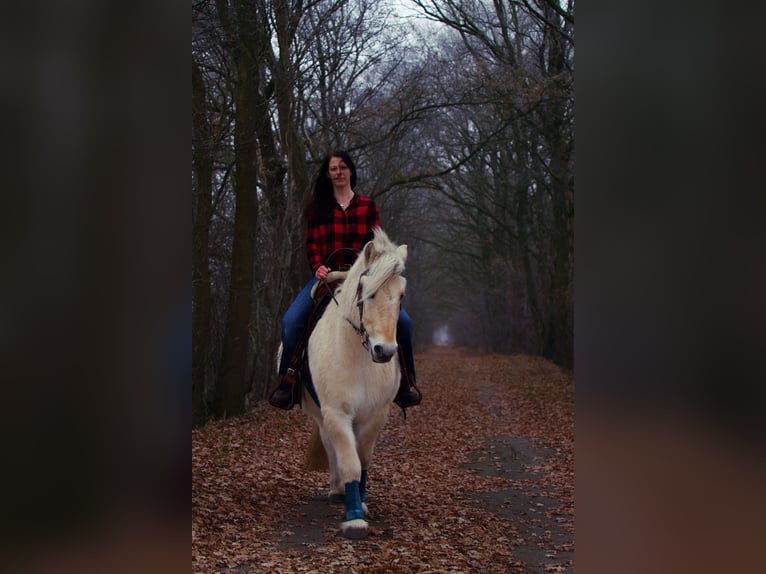 Caballo del fiordo noruego (Fjord) Caballo castrado 9 años 140 cm Bayo in Westoverledingen