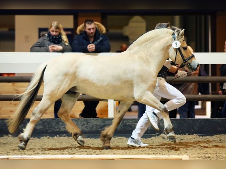 Caballo del fiordo noruego (Fjord) Semental 13 años 145 cm Bayo in Liebstadt