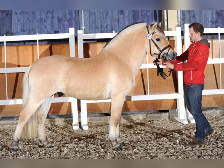 Caballo del fiordo noruego (Fjord) Semental 13 años 145 cm Bayo in Liebstadt