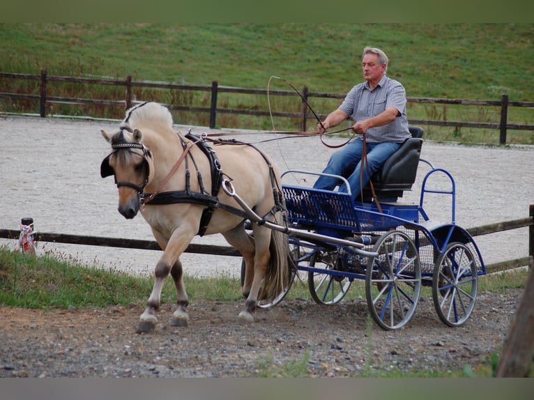 Caballo del fiordo noruego (Fjord) Semental 13 años 145 cm Bayo in Liebstadt