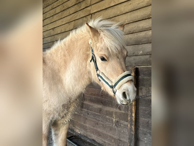 Caballo del fiordo noruego (Fjord) Semental 1 año 131 cm Bayo in Wandlitz