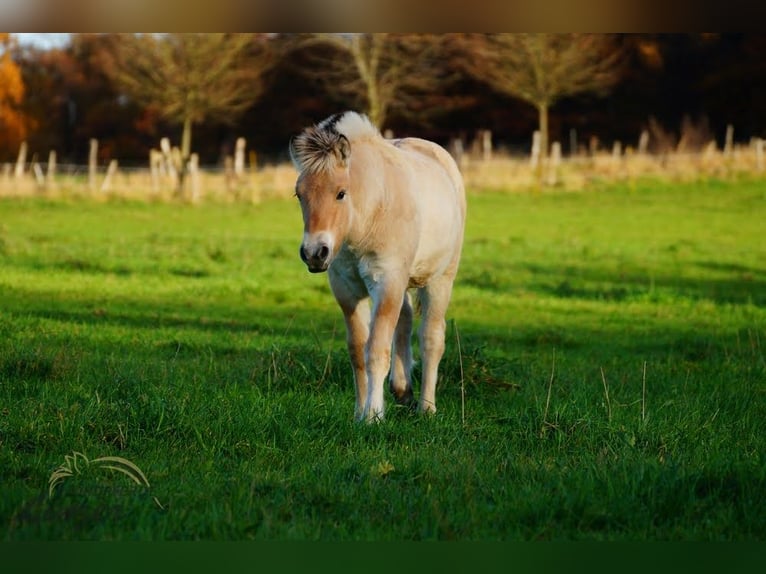 Caballo del fiordo noruego (Fjord) Semental 1 año 150 cm Bayo in Remscheid