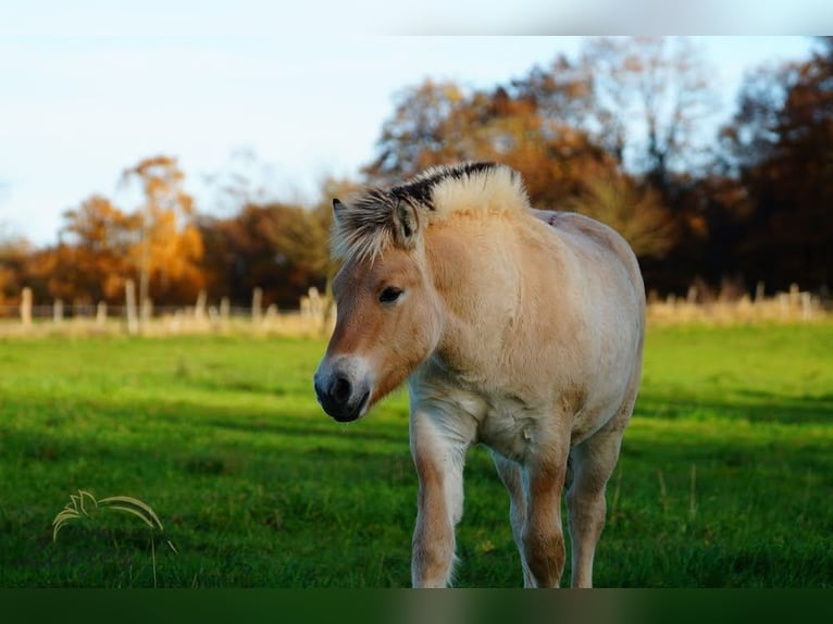 Caballo del fiordo noruego (Fjord) Semental 1 año 150 cm Bayo in Remscheid