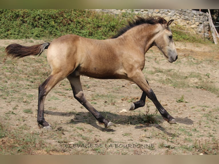 Caballo del fiordo noruego (Fjord) Semental 1 año 152 cm Bayo in saint antoine de ficalba