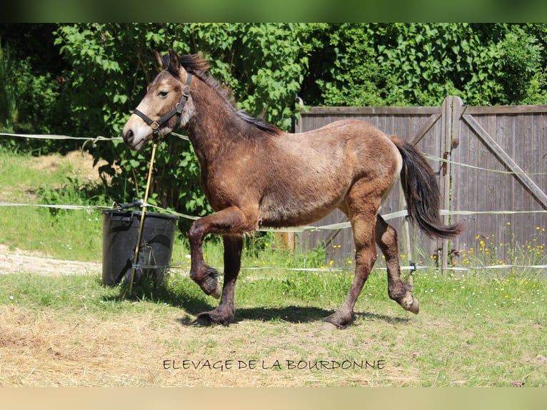 Caballo del fiordo noruego (Fjord) Semental 1 año 152 cm Bayo in saint antoine de ficalba
