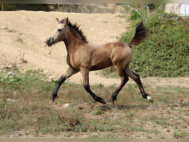 Caballo del fiordo noruego (Fjord) Semental 1 año 152 cm Bayo in saint antoine de ficalba