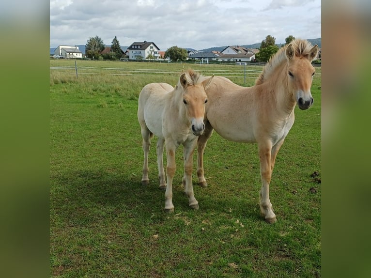 Caballo del fiordo noruego (Fjord) Semental 1 año Bayo in Zwingenberg