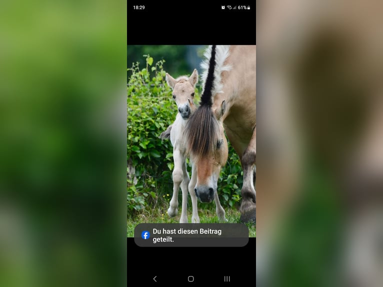 Caballo del fiordo noruego (Fjord) Semental 1 año Bayo in Flethsee