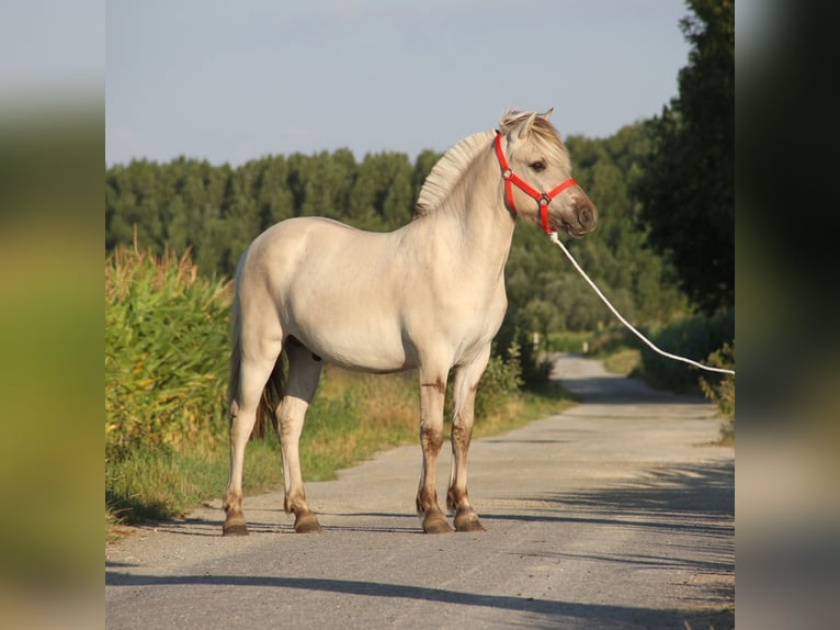 Caballo del fiordo noruego (Fjord) Semental 1 año Grullo in Herdersem