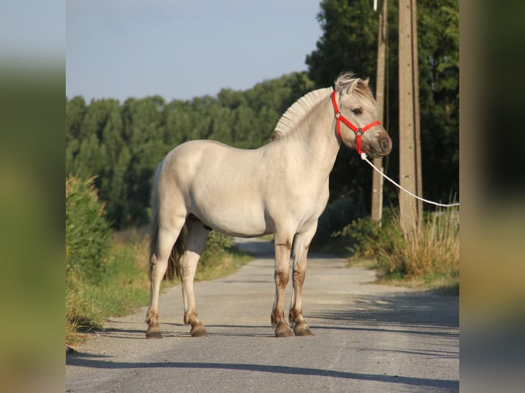 Caballo del fiordo noruego (Fjord) Semental 1 año Grullo in Herdersem
