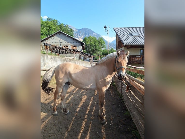 Caballo del fiordo noruego (Fjord) Semental 2 años in L&#x27;Argentiere La Bess&#xE9;e