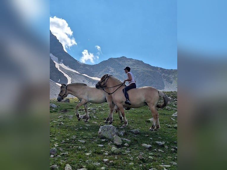 Caballo del fiordo noruego (Fjord) Semental 2 años in L&#x27;Argentiere La Bess&#xE9;e