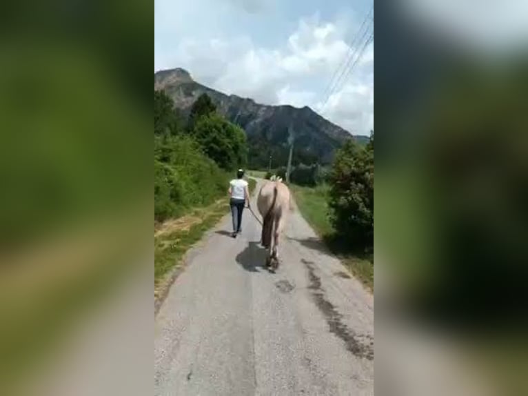 Caballo del fiordo noruego (Fjord) Semental 2 años in L&#x27;Argentiere La Bess&#xE9;e