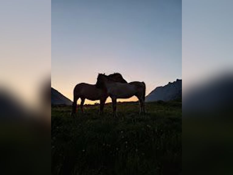 Caballo del fiordo noruego (Fjord) Semental 2 años in L&#x27;Argentiere La Bess&#xE9;e