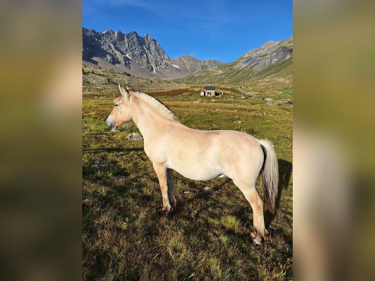 Caballo del fiordo noruego (Fjord) Semental 2 años in L&#x27;Argentiere La Bess&#xE9;e