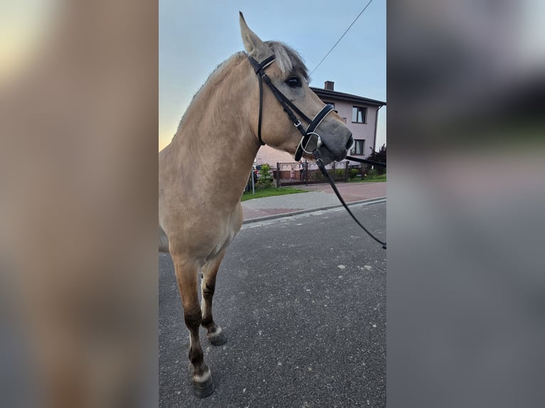 Caballo del fiordo noruego (Fjord) Semental 3 años 133 cm Bayo in Z&#x142;otk&#xF3;w