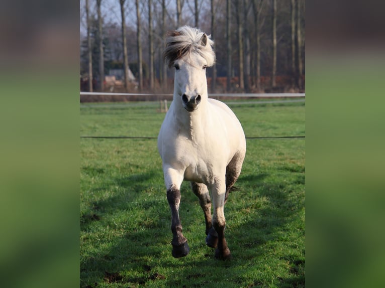 Caballo del fiordo noruego (Fjord) Semental 3 años 143 cm White/Blanco in Beek en Donk