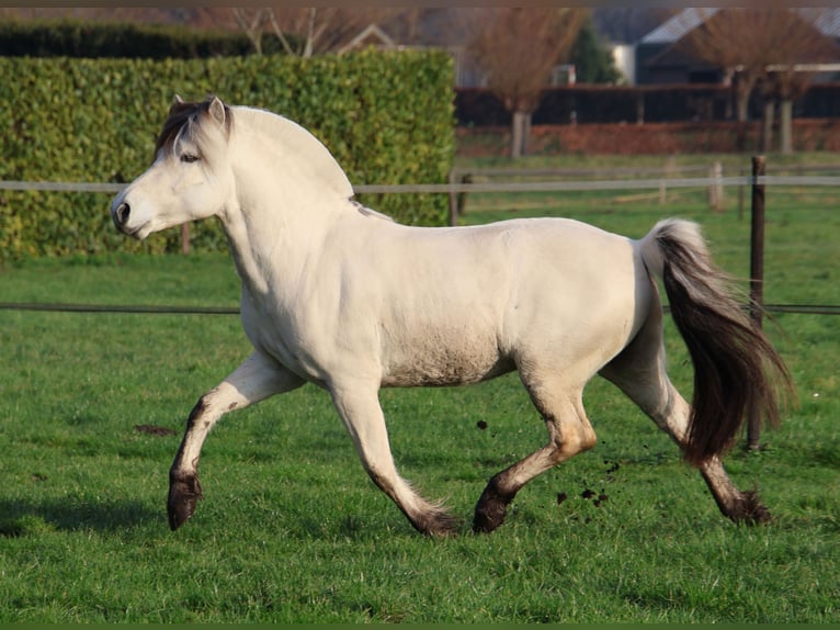 Caballo del fiordo noruego (Fjord) Semental 3 años 143 cm White/Blanco in Beek en Donk