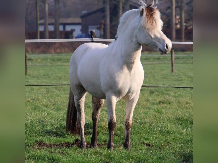 Caballo del fiordo noruego (Fjord) Semental 3 años 143 cm White/Blanco in Beek en Donk