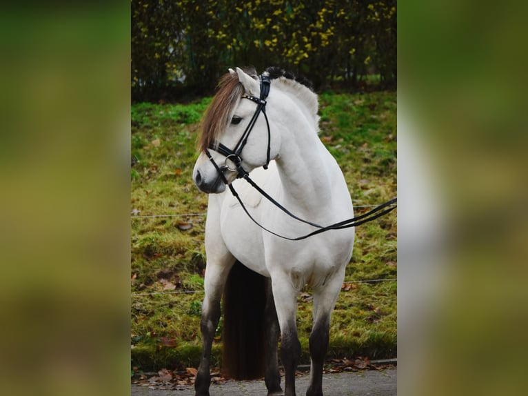 Caballo del fiordo noruego (Fjord) Semental 3 años 148 cm Bayo in F&#xFC;rstenau