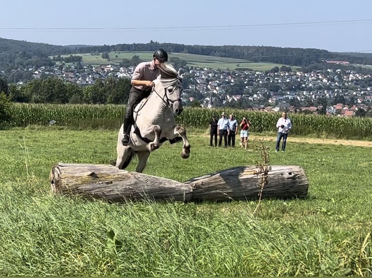 Caballo del fiordo noruego (Fjord) Semental 7 años 146 cm Bayo in BonnBinn