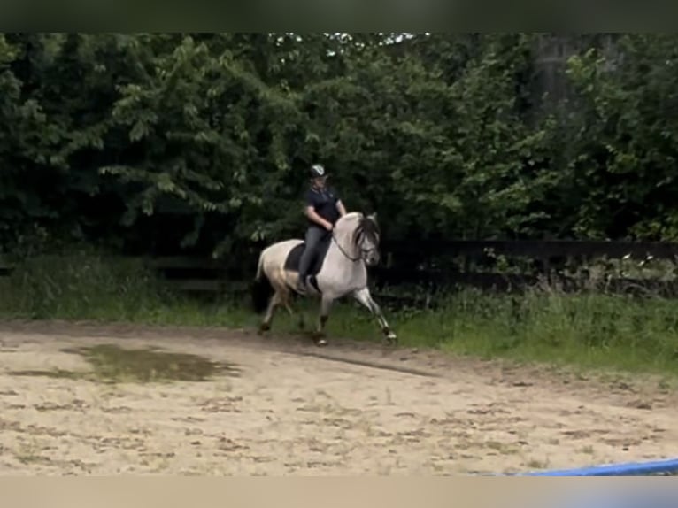 Caballo del fiordo noruego (Fjord) Semental 7 años 146 cm Bayo in BonnBinn