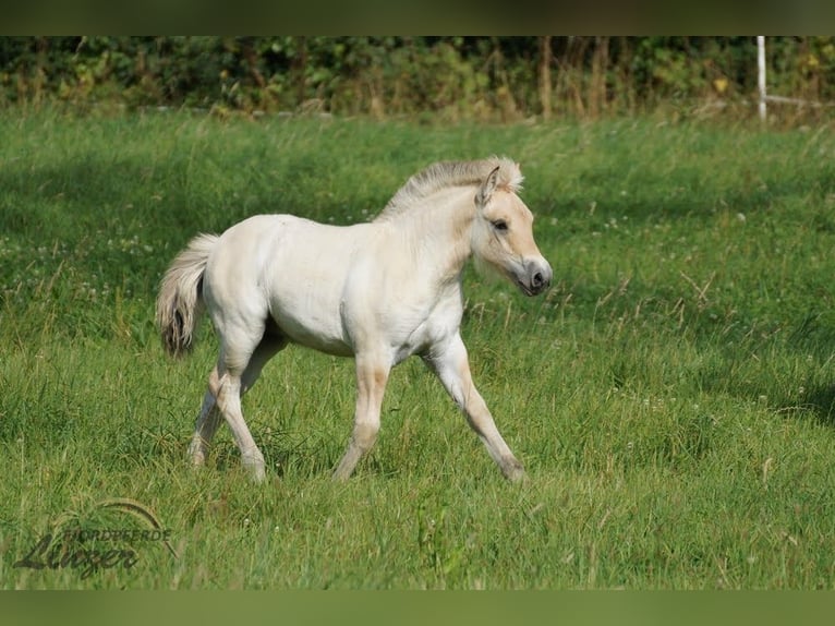 Caballo del fiordo noruego (Fjord) Semental Potro (05/2025) 150 cm Bayo in Remscheid