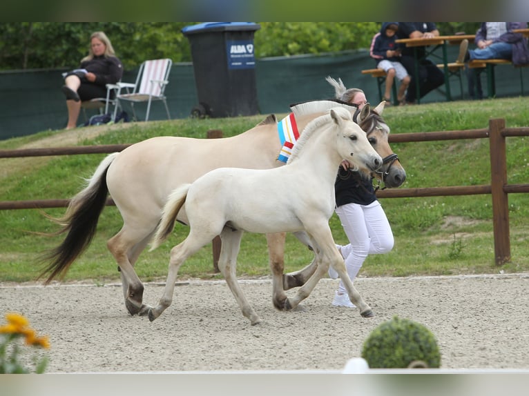 Caballo del fiordo noruego (Fjord) Semental  153 cm Bayo in Grimmen