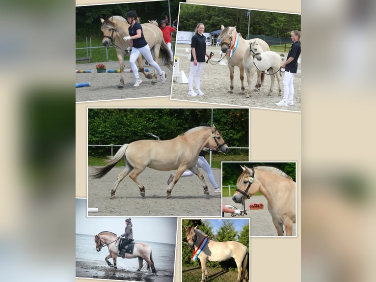 Caballo del fiordo noruego (Fjord) Semental  153 cm Bayo in Grimmen