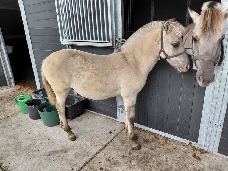 Caballo del fiordo noruego (Fjord) Semental Potro (05/2025) in grashoek Caballo del fiordo noruego (Fjord) Semental Potro (05/2025) in grashoek