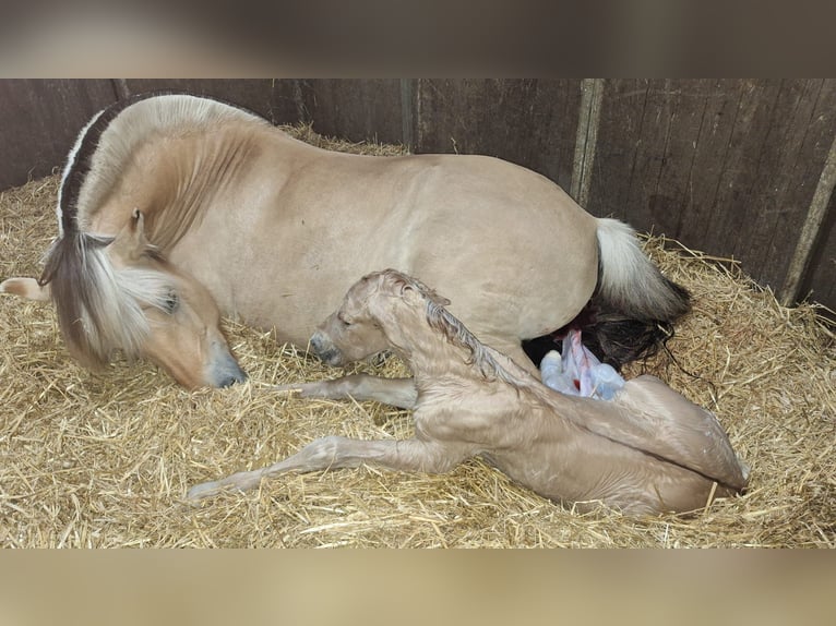 Caballo del fiordo noruego (Fjord) Semental Potro (06/2025) Red Dun/Cervuno in Emmercompascuum Caballo del fiordo noruego (Fjord) Semental Potro (06/2025) Red Dun/Cervuno in Emmercompascuum