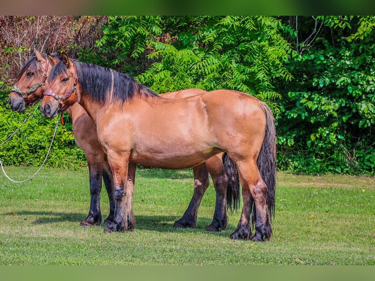 Caballo del fiordo noruego (Fjord) Yegua 10 años Buckskin/Bayo in Flemingsburg KY