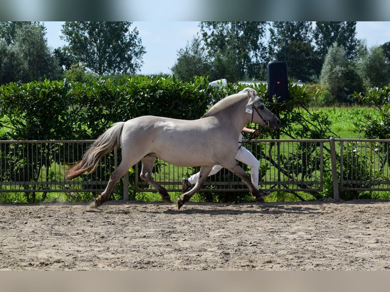 Caballo del fiordo noruego (Fjord) Yegua 11 años 140 cm Grullo in Lille