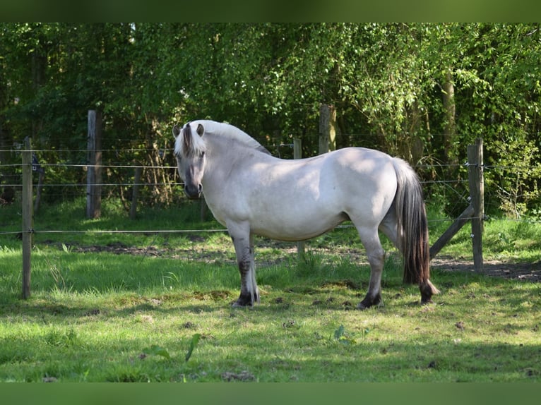Caballo del fiordo noruego (Fjord) Yegua 11 años 140 cm Grullo in Lille