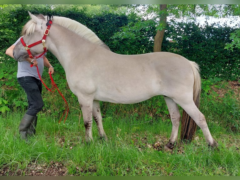 Caballo del fiordo noruego (Fjord) Yegua 11 años 140 cm Grullo in Lille
