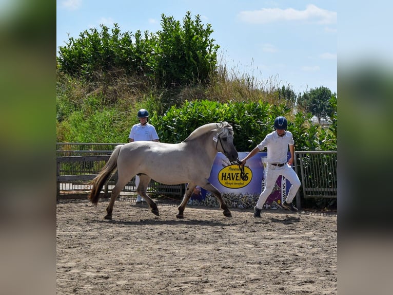 Caballo del fiordo noruego (Fjord) Yegua 11 años 140 cm Grullo in Lille