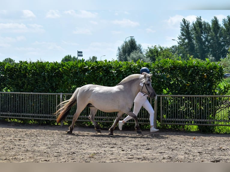 Caballo del fiordo noruego (Fjord) Yegua 11 años 140 cm Grullo in Lille