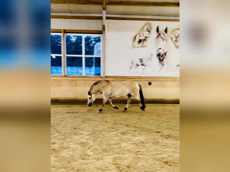 Caballo del fiordo noruego (Fjord) Mestizo Yegua 11 años 151 cm Bayo in Wurmberg
