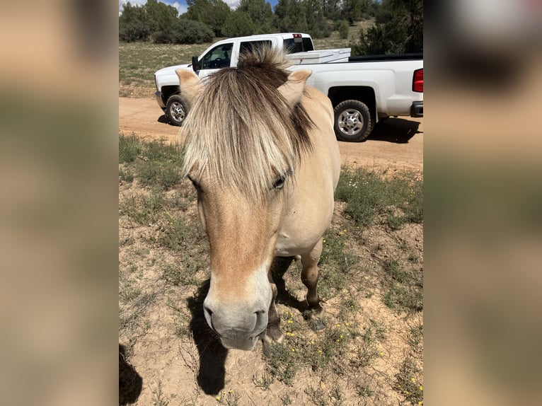 Caballo del fiordo noruego (Fjord) Yegua 13 años 122 cm Buckskin/Bayo in Prescott Az