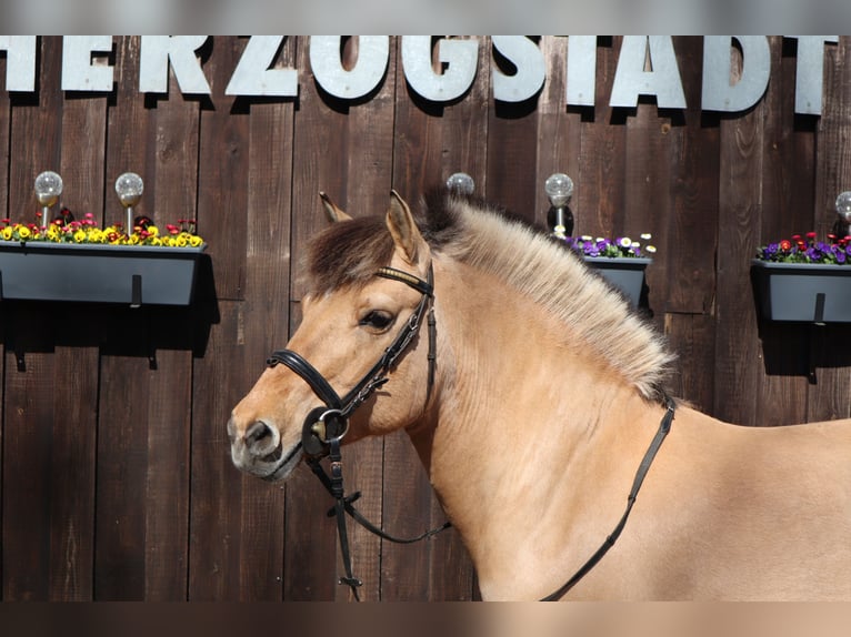 Caballo del fiordo noruego (Fjord) Yegua 14 años 133 cm Bayo in Celle