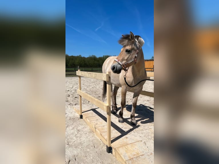 Caballo del fiordo noruego (Fjord) Yegua 14 años 140 cm in Coesfeld