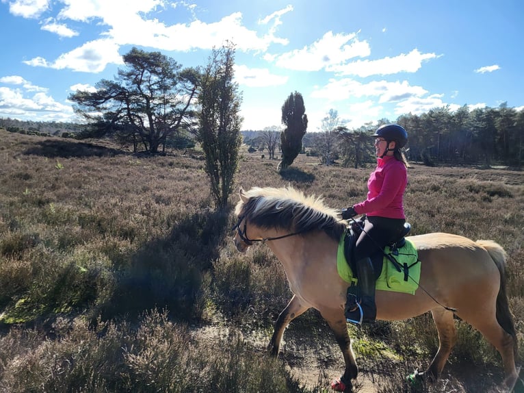Caballo del fiordo noruego (Fjord) Mestizo Yegua 14 años 144 cm in Rijswijk