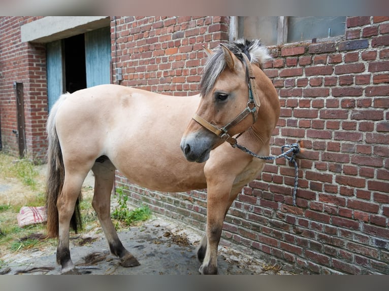 Caballo del fiordo noruego (Fjord) Yegua 15 años 152 cm Bayo in Oisy le verger