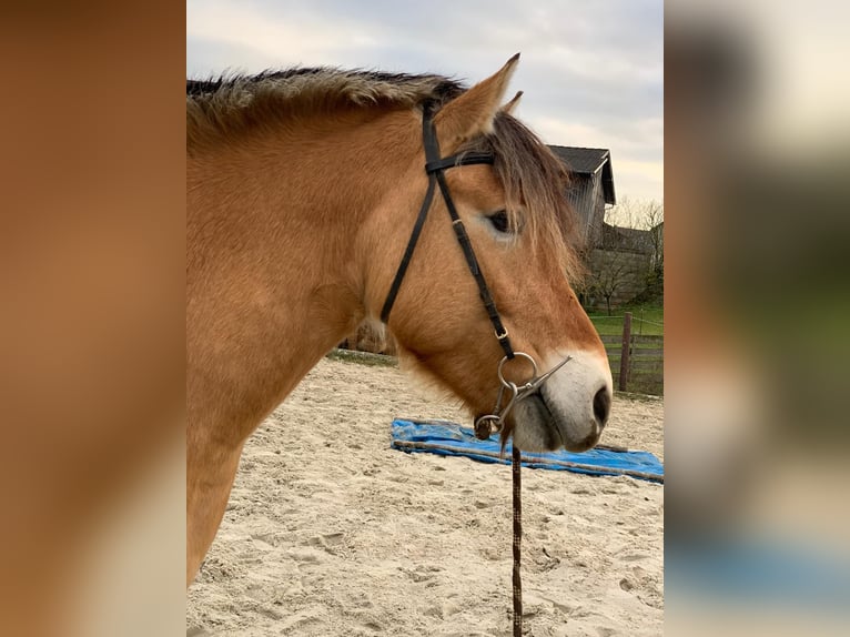 Caballo del fiordo noruego (Fjord) Yegua 15 años 155 cm Bayo in Neustadt bei Coburg