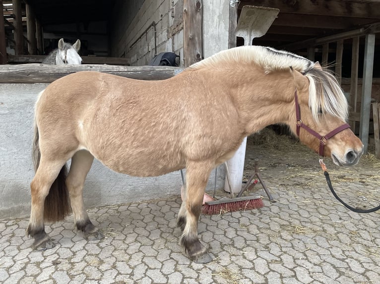 Caballo del fiordo noruego (Fjord) Yegua 16 años 144 cm Bayo in Lautertal
