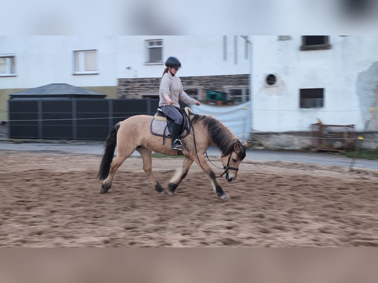 Caballo del fiordo noruego (Fjord) Yegua 16 años 146 cm Bayo in Morsbach