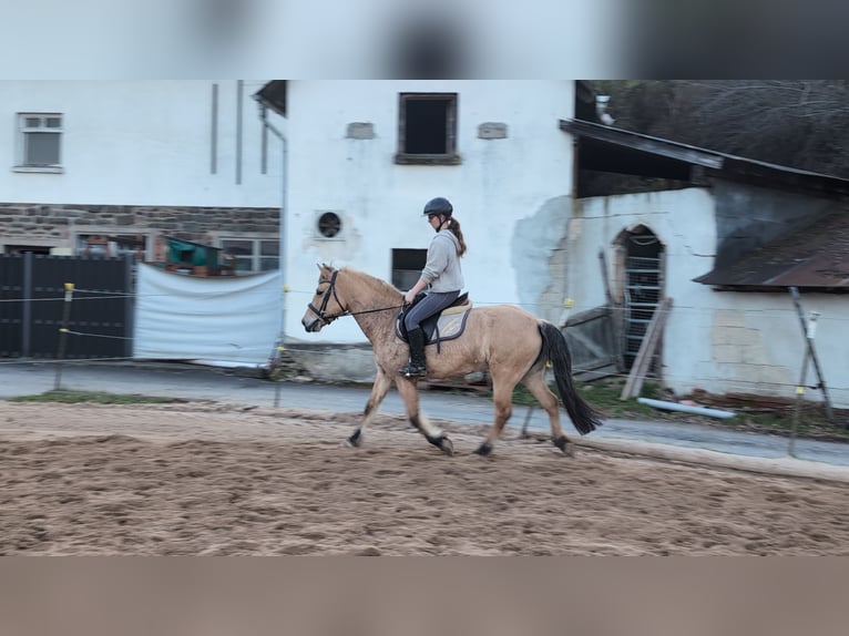 Caballo del fiordo noruego (Fjord) Yegua 16 años 146 cm Bayo in Morsbach
